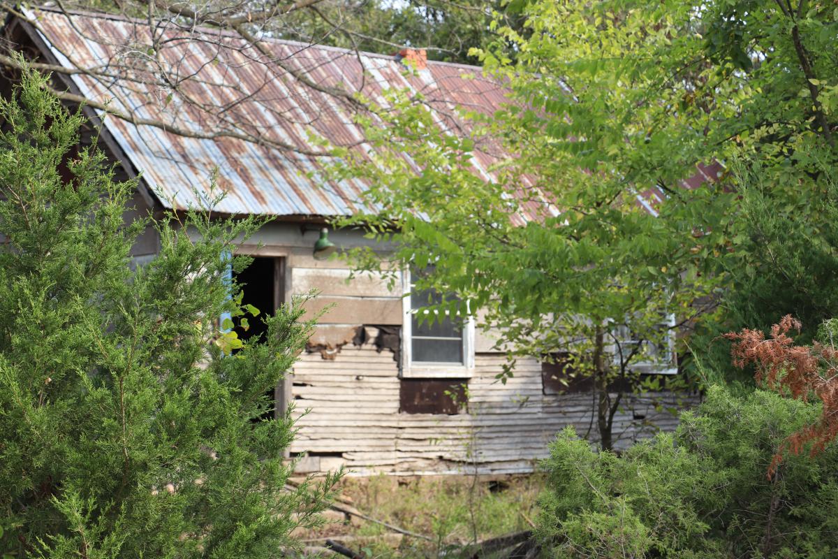 A view through some trees and brush of a rundown wooden house with a rusty metal roof. 