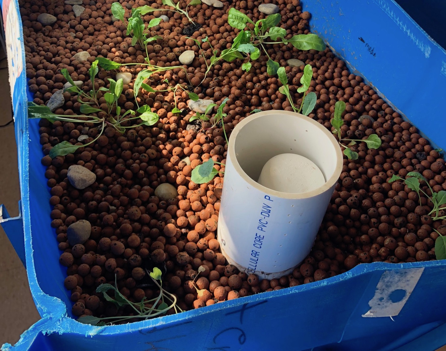 Brown pebbles in a modified blue plastic tank with small plants growing it it, plus pipes and tubes.