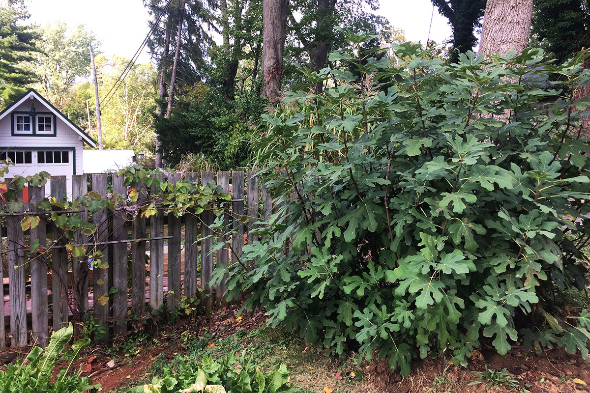 A large fig bush in front of a wooden fence with a white, historic garage in the background.