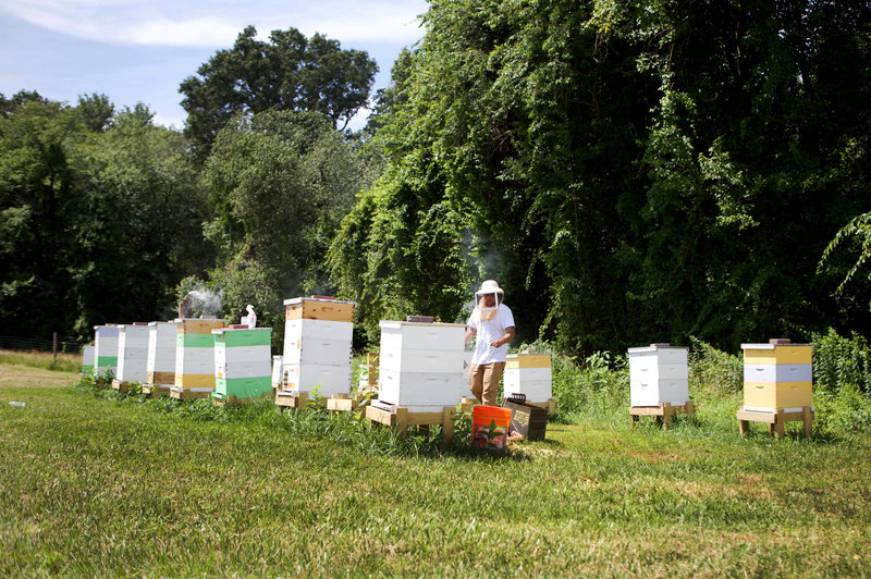Honeybee hives at a research center in Maryland