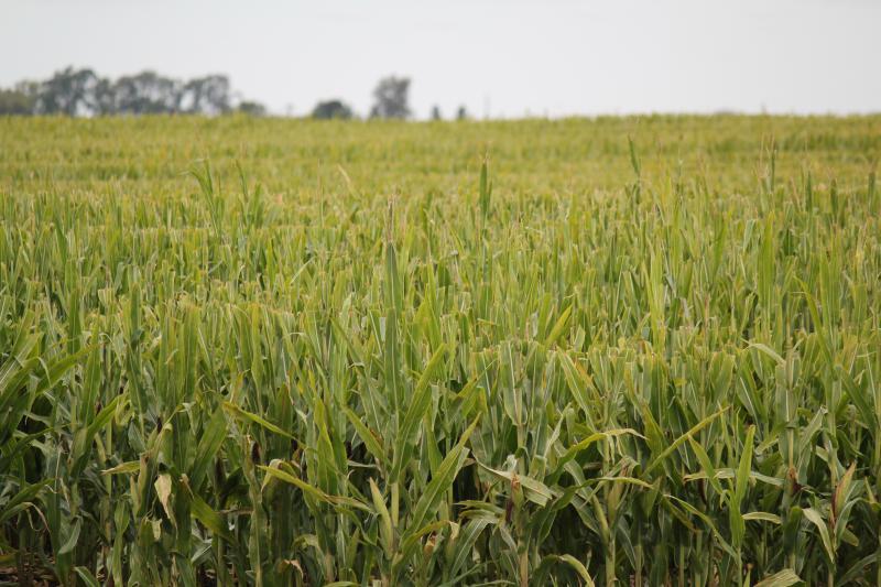 A field of green corn.