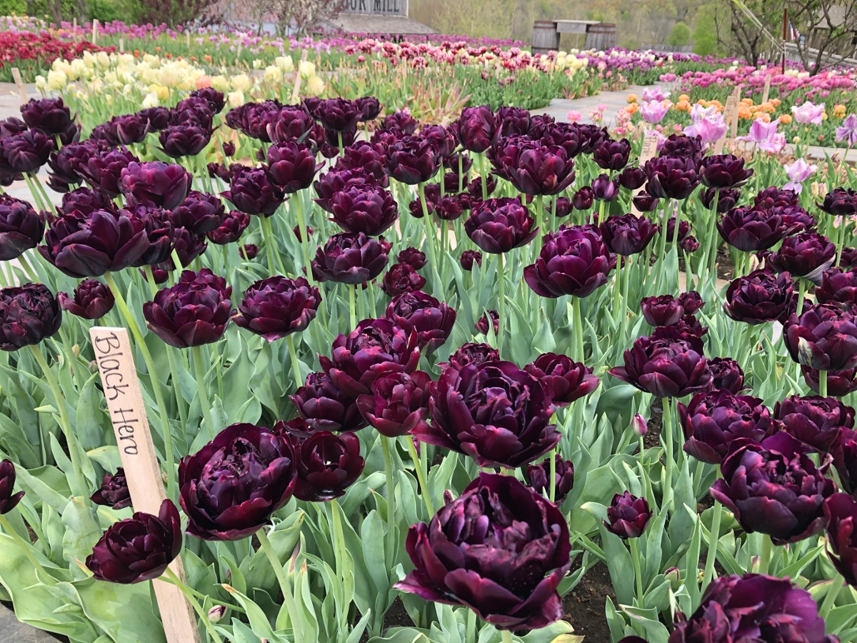 Deep purple tulips in the foreground of a photo of many beds of tulips in bloom