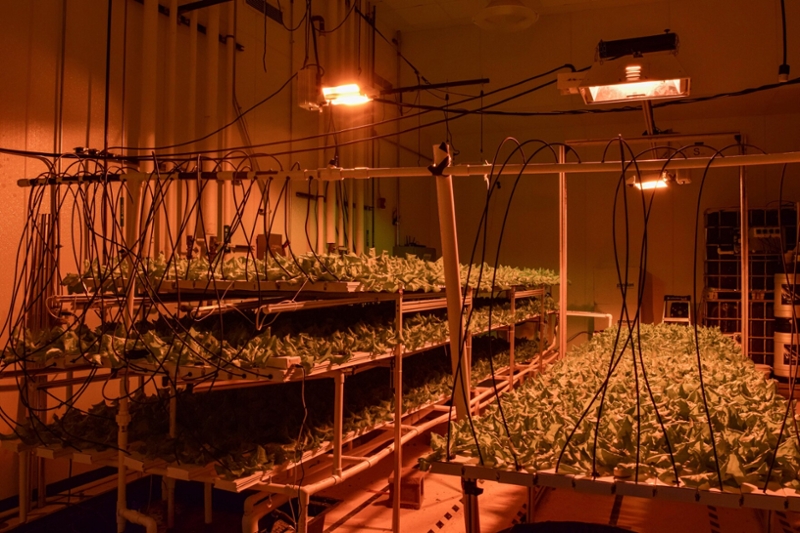 Indoor farm with 100 pounds of harvest close to harvest 