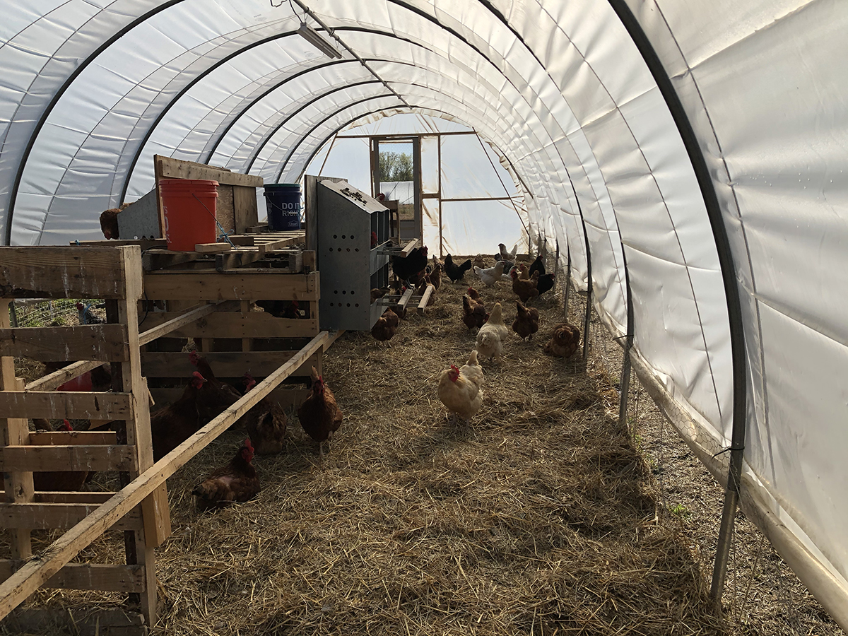 view inside a white hoophouse with chickens walking on the ground, some wooden structures, plastic buckets and laying boxes are visible