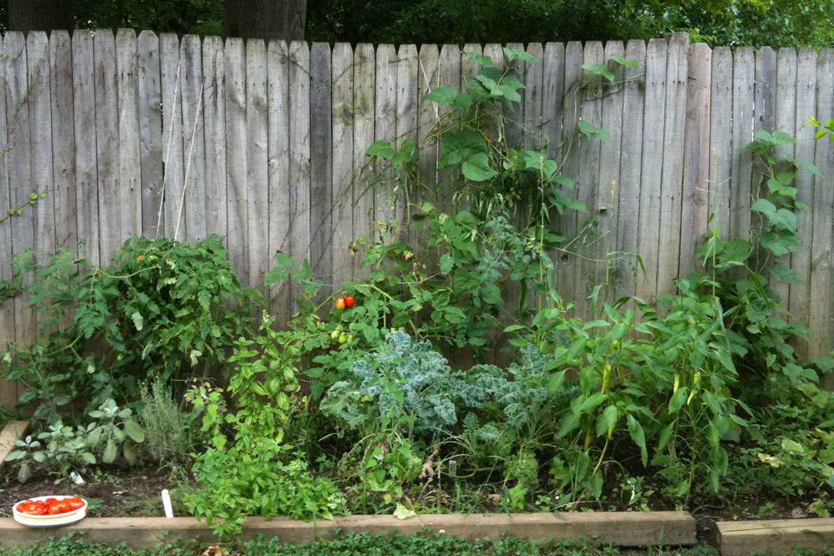 A garden bed of herbs, tomatoes, kale, peppers and green bean vines climbing a backyard fence and a tray of ripe tomatoes on the edge of the bed.