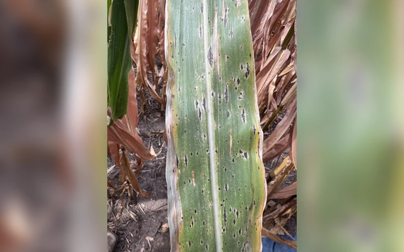 Tar spot on healthy plant tissue