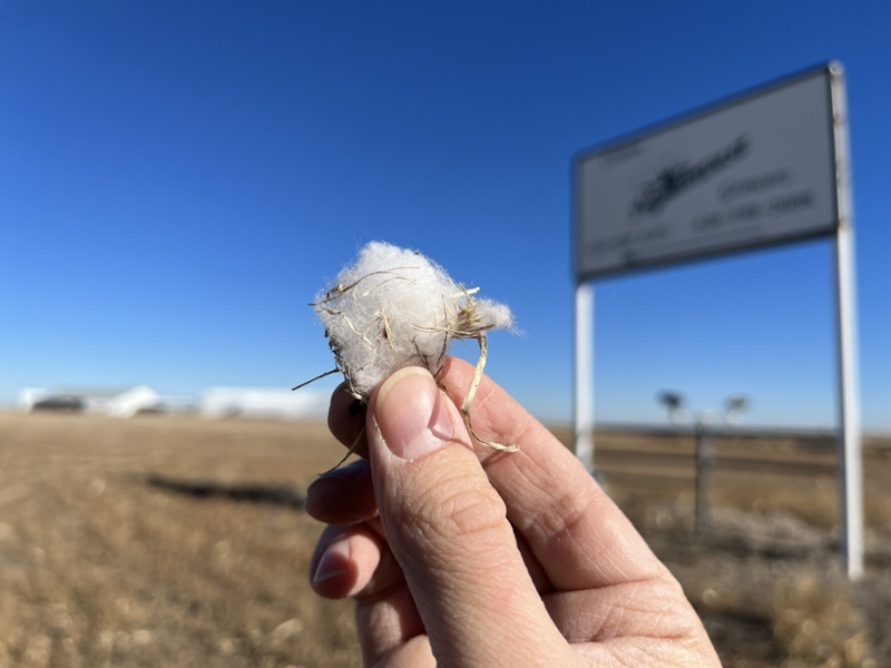 A small scrap of cotton 