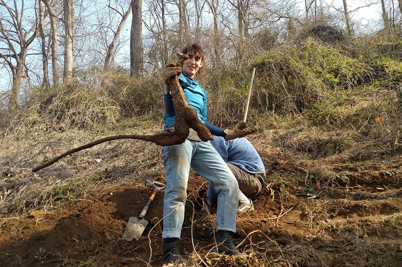 Woman holding large Kudzu root
