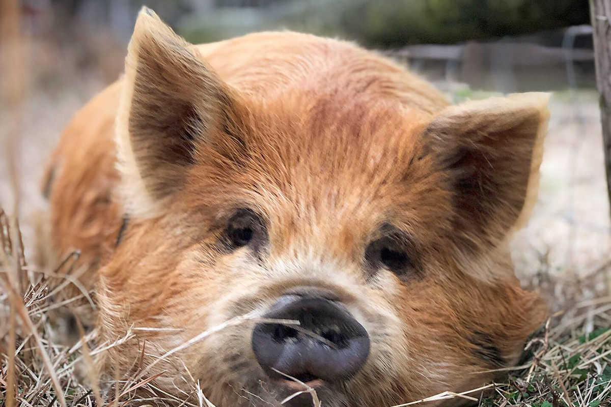 close up of furry pig face, pig looking into camera