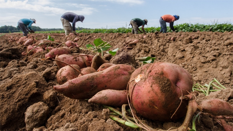 Laborers working a field 