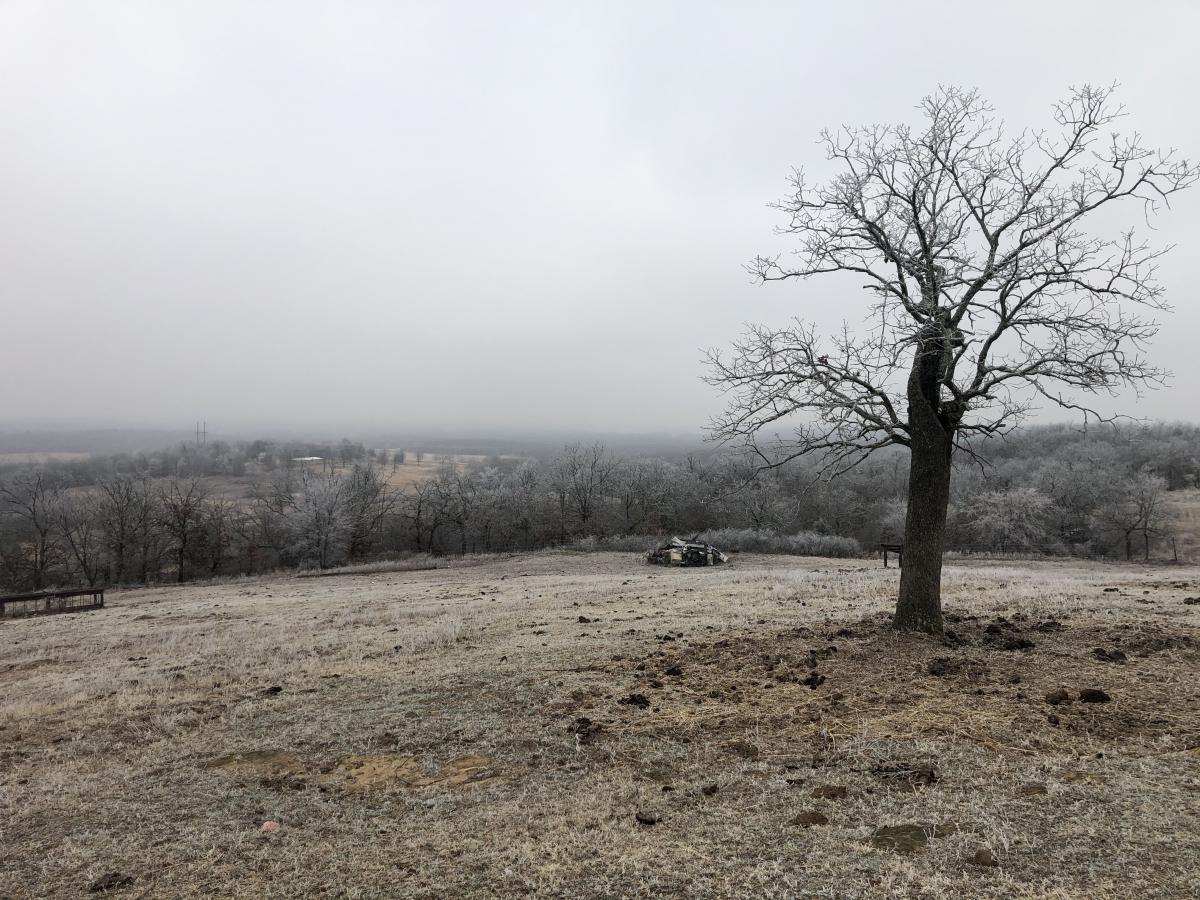 A winter landscape of rolling hils, fog, a lone tree and brown pasture.
