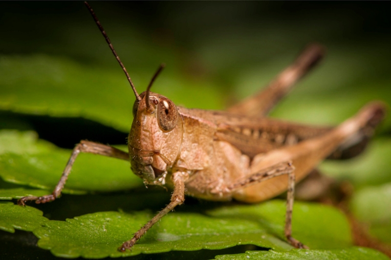 a locust 