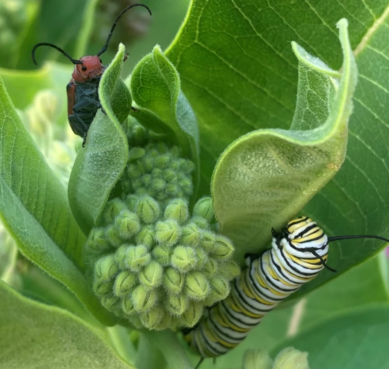 A beetle and caterpillar on a milkweed plant