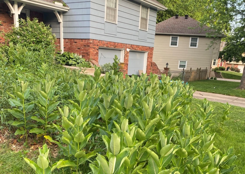 A front yard full of milkweed