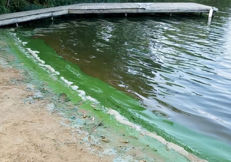 The toxic algae bloom on Lake Centralia