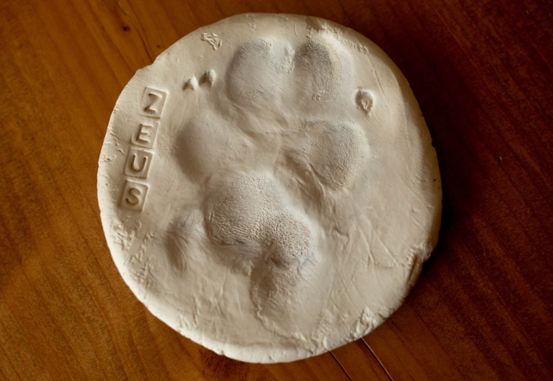 Paw print of Zeus 