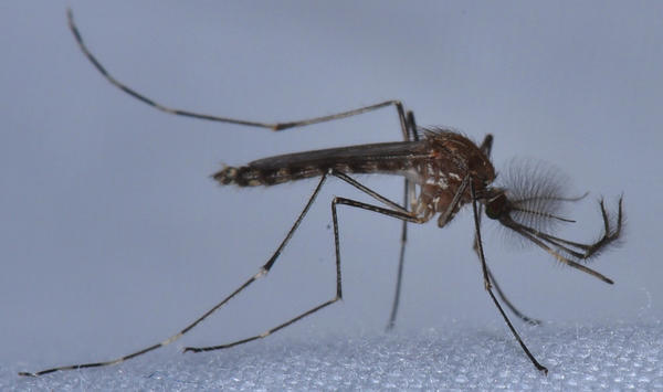 Climate Change Could Make Missouri A Mosquito Paradise ...