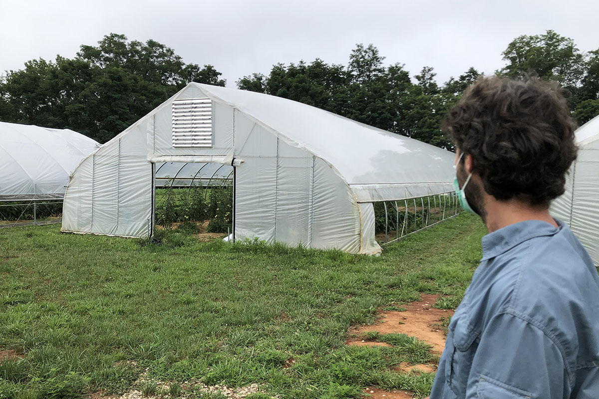 The back of Erin Carmen-Sweeny's head in forground, view of several agricultural high tunnels