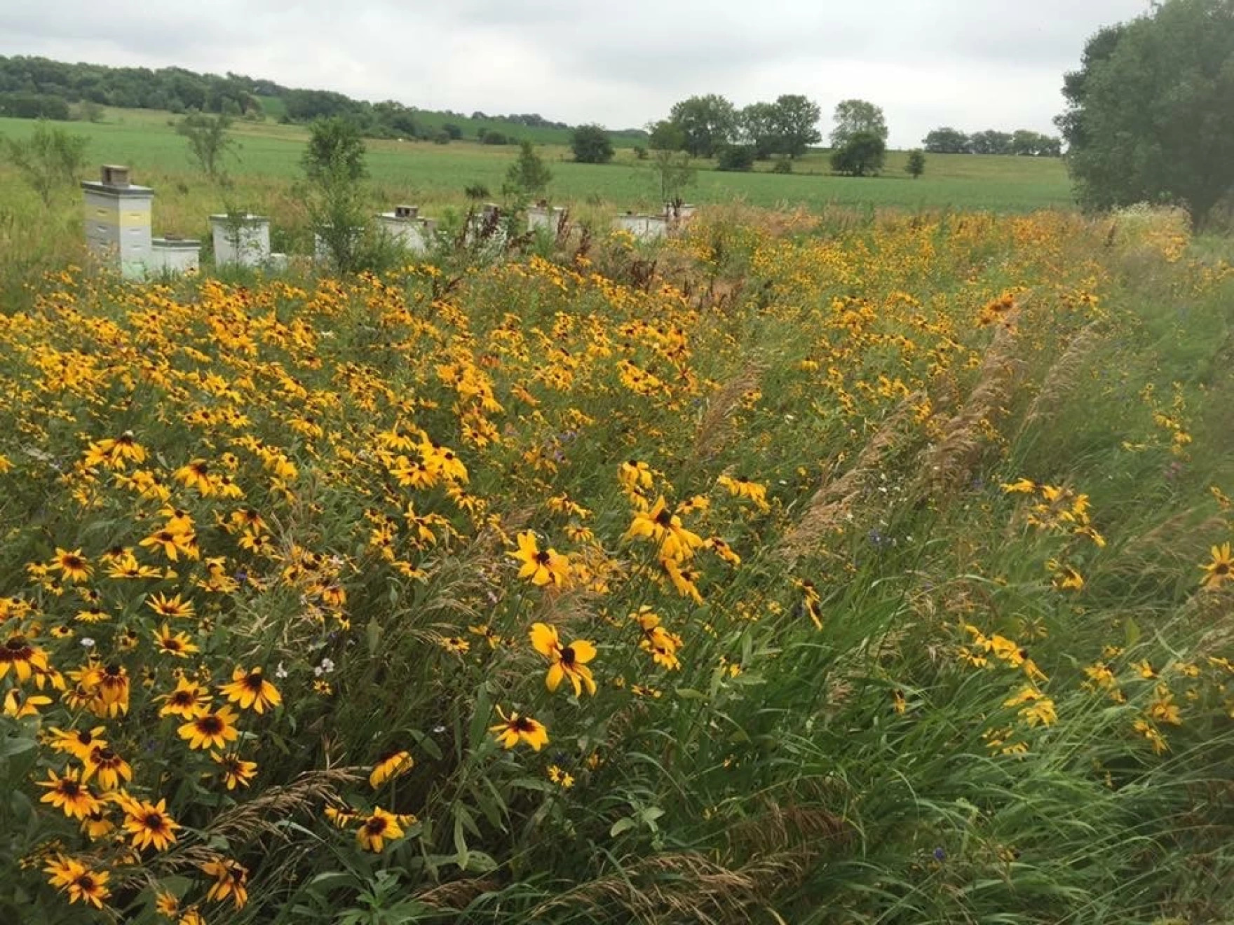 Field of yellow flowers and long grass