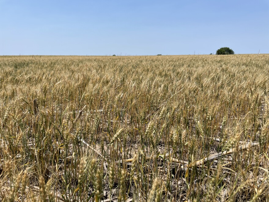 A field of dry grain