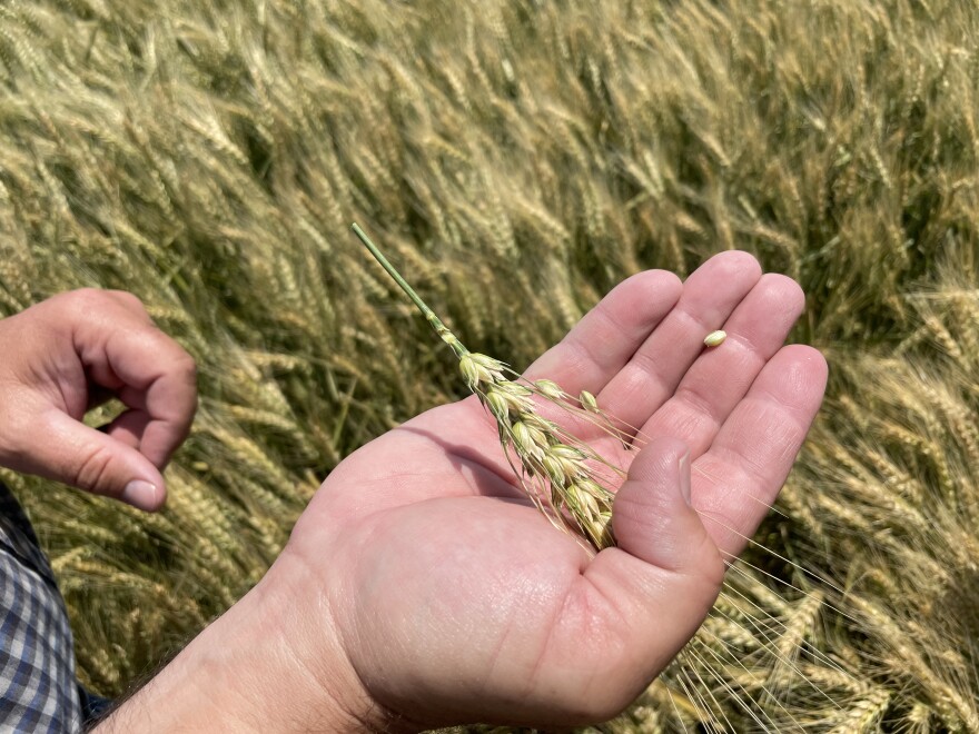the palm of a caucasian hand holding grain with grain in the background