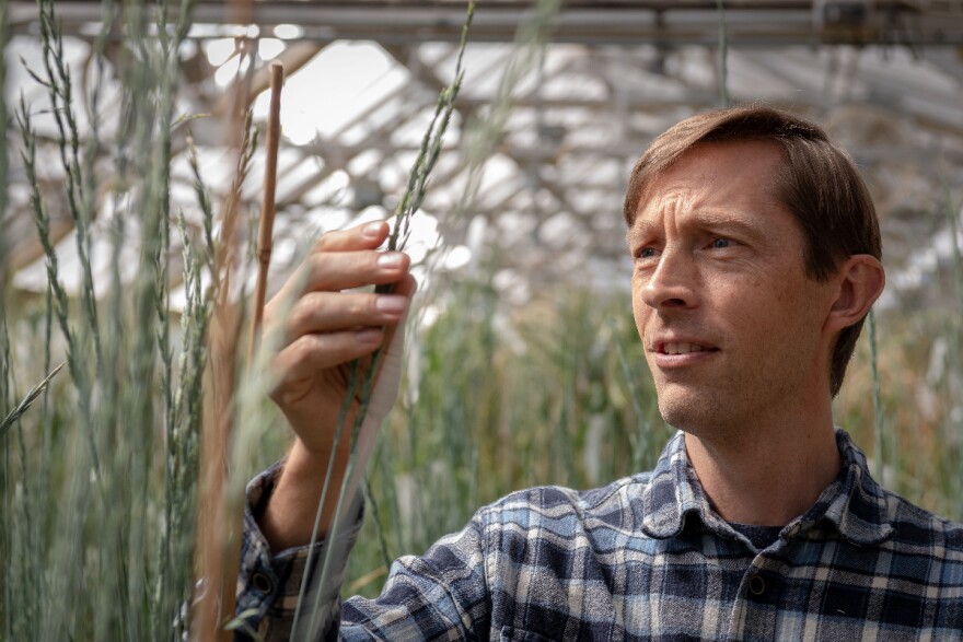 Lee DeHaan holds up a stem of grain inside a greenhouse.
