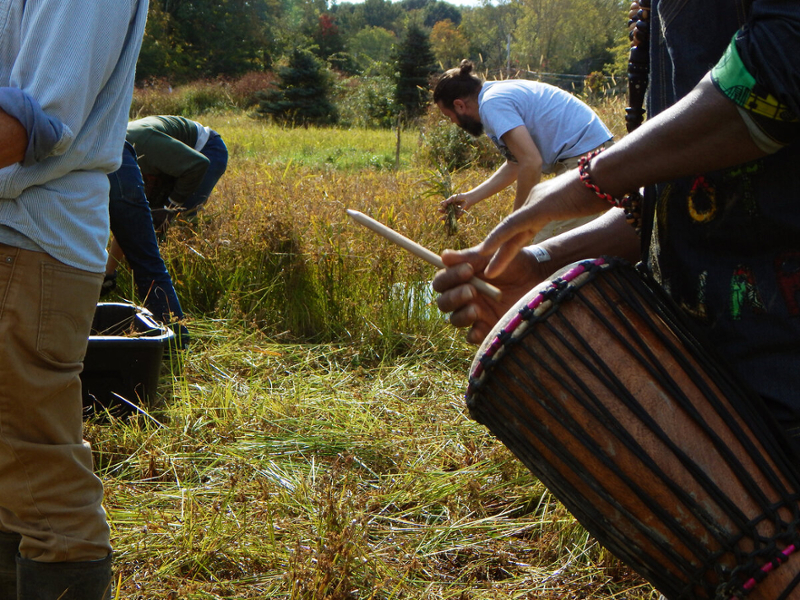 man drumming and volunteers harvesting rice from the field 