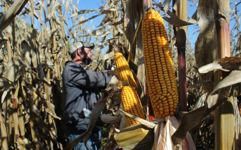 A man in a ball cap in a corn row, with dried corn ears in the foreground.