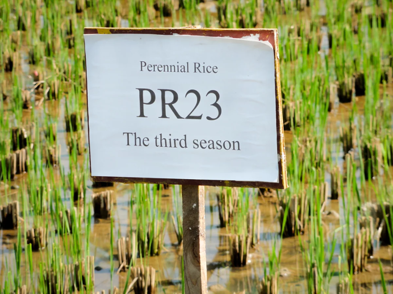 "PR23" sign in a rice field 