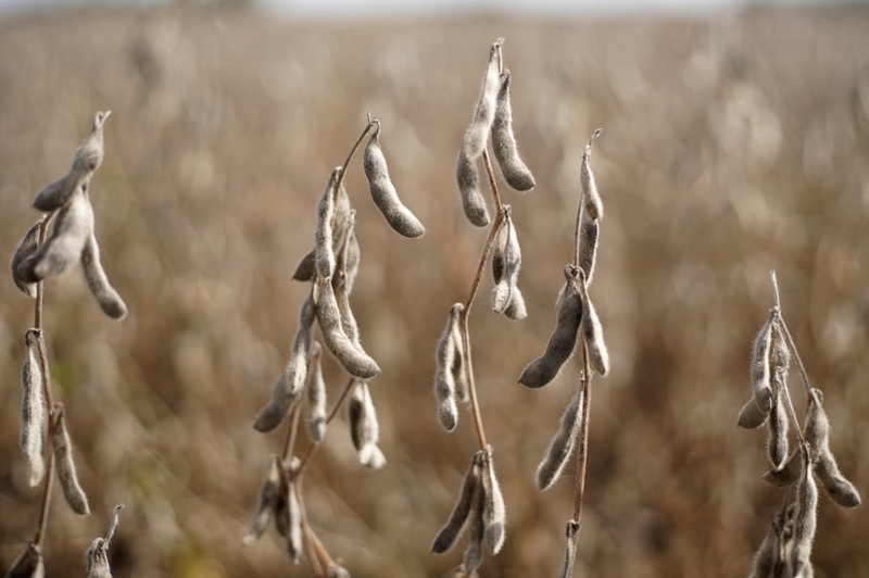 soybeans in a field