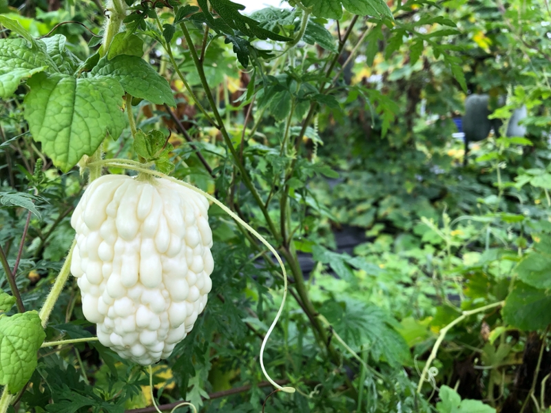 Bitter melon growing on Huanong Ecorganic Farm.