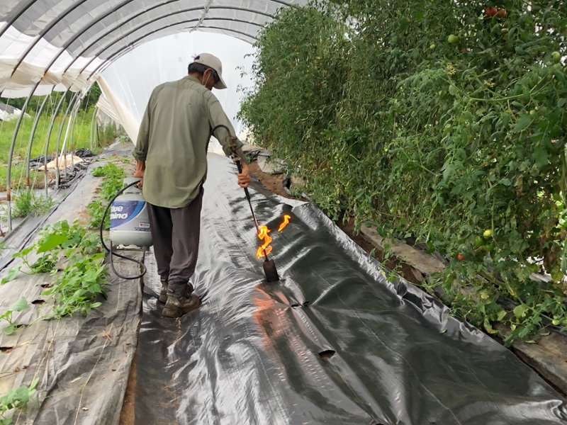 Changhe Zhou burning holes into tarps in preparation to plant zucchini
