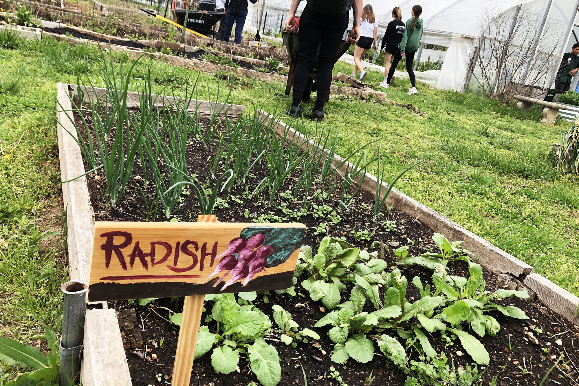 a photo taken at an angle with a radish plant sign in the foreground, with a series of raised garden beds with plants and a hoop house in the background with people walking around and storm clouds overhead 