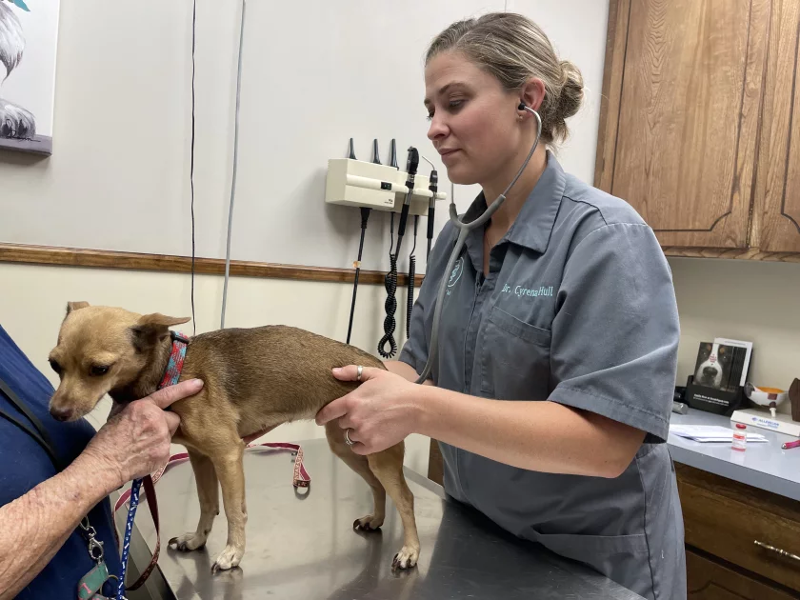 Two veterinarians examining a dog