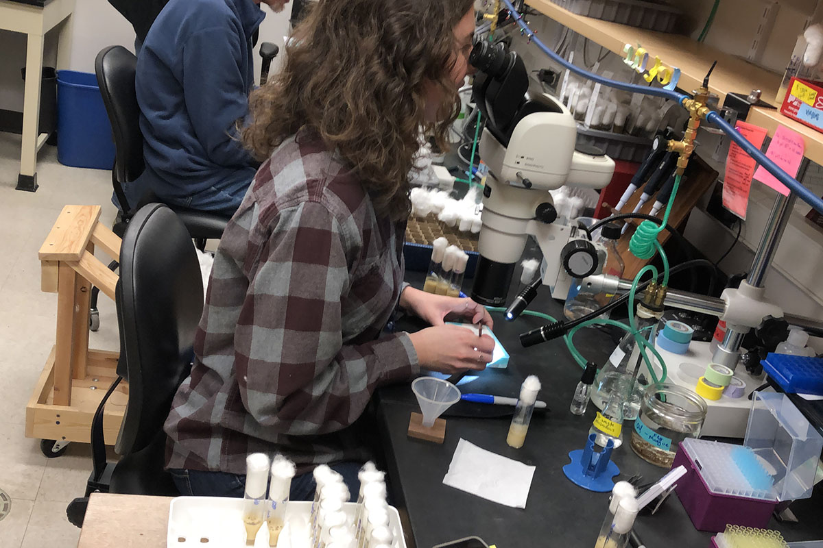A woman leaning into a microscope surrounded by scientific equipment and glass vials with tufts of cotton