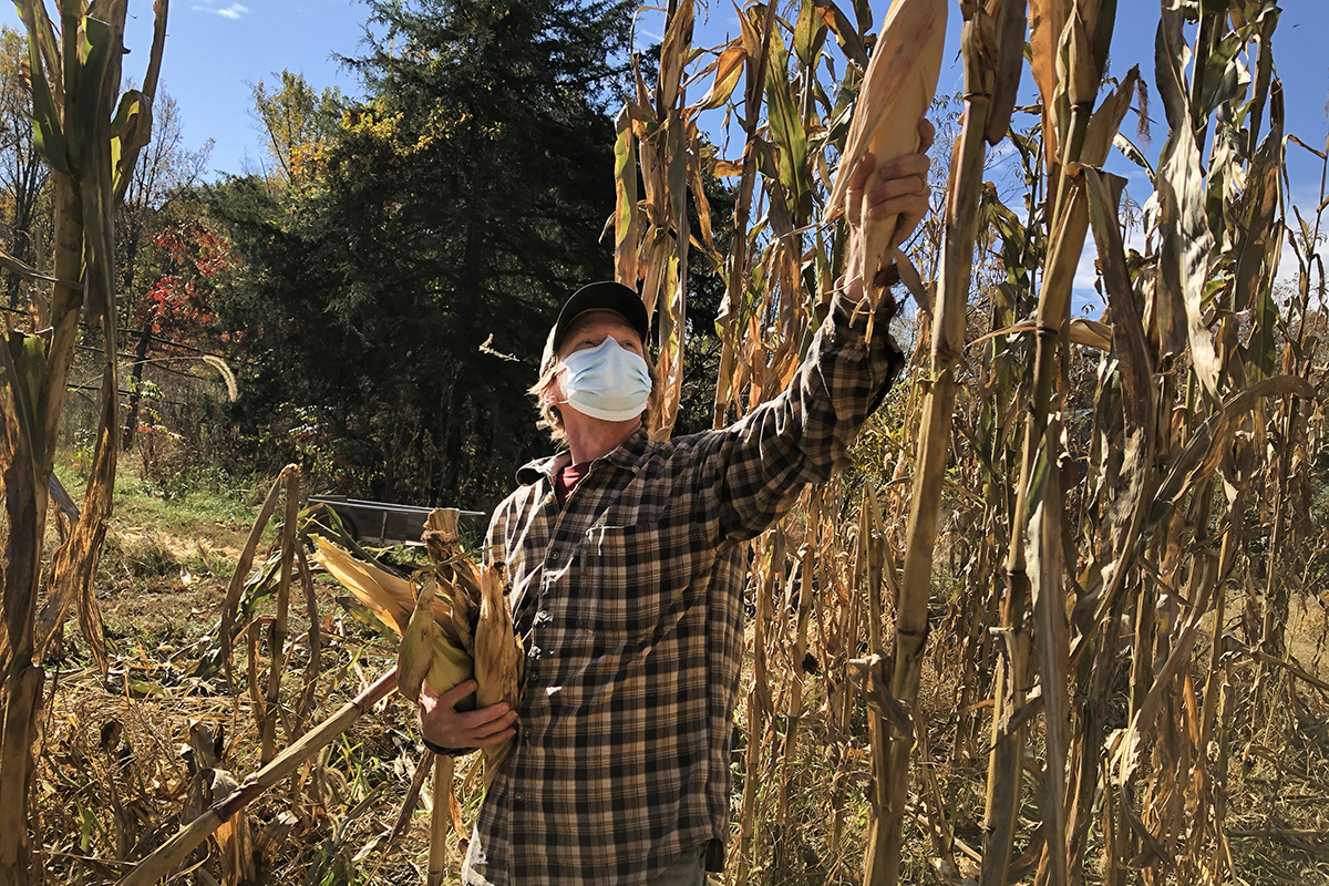 Sean Breeden Ost in a face mask, holding several ears of corn in one arm,  standing in rows of tall dry corn stalks, reaching above his head for a dry ear of corn.
