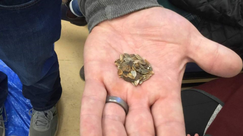 An open hand with medium-sized, greenish-brown seeds in the middle of the palm.