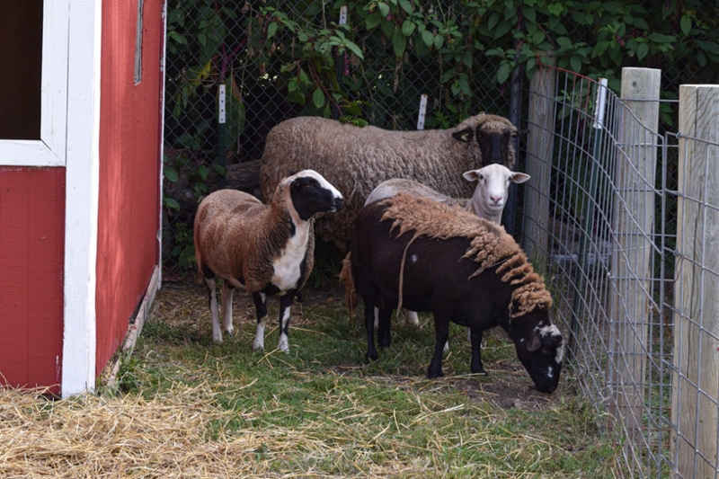 Four sheep on a farm 