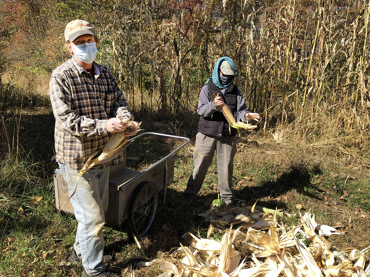 Sean and Denise Breeden Ost standing near a wooden farm cart with face masks, and hats. They are holding ears of corn and pulling off the husks. There is wild drying vegetation behind them
