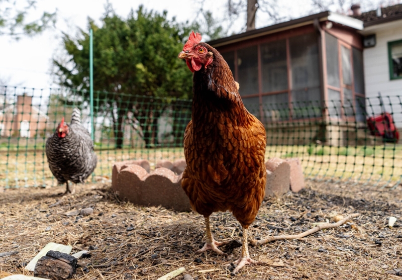 Chickens roaming in an outdoor pen
