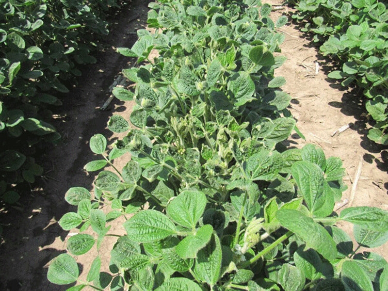 soybeans that have been damaged