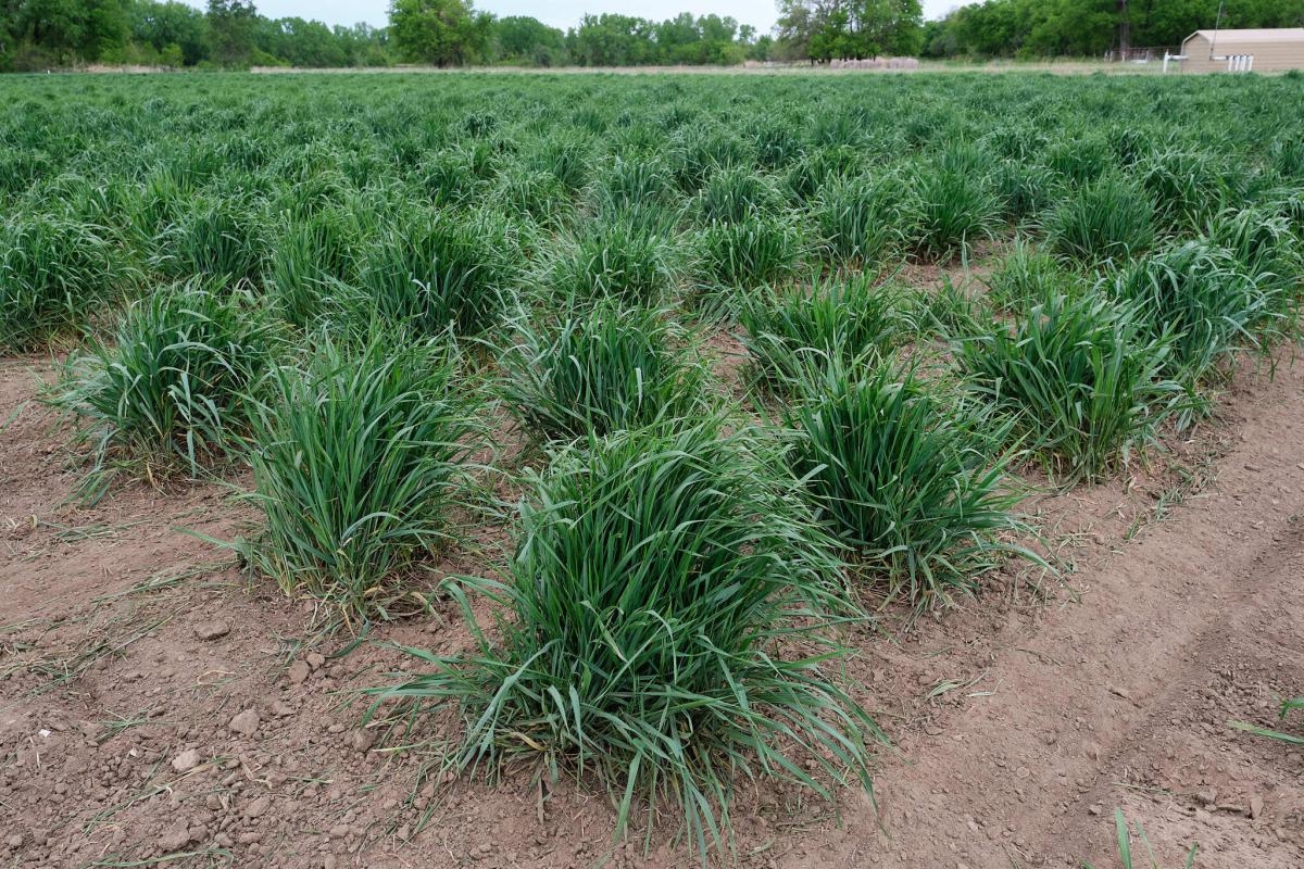 A field of green grass-like plants growing in tufts or bunches