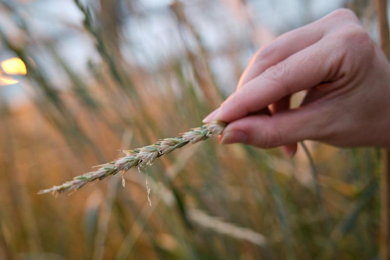A close up of a hand holding the top of a stem of grain which looks like  wheat. It is somewhat green.