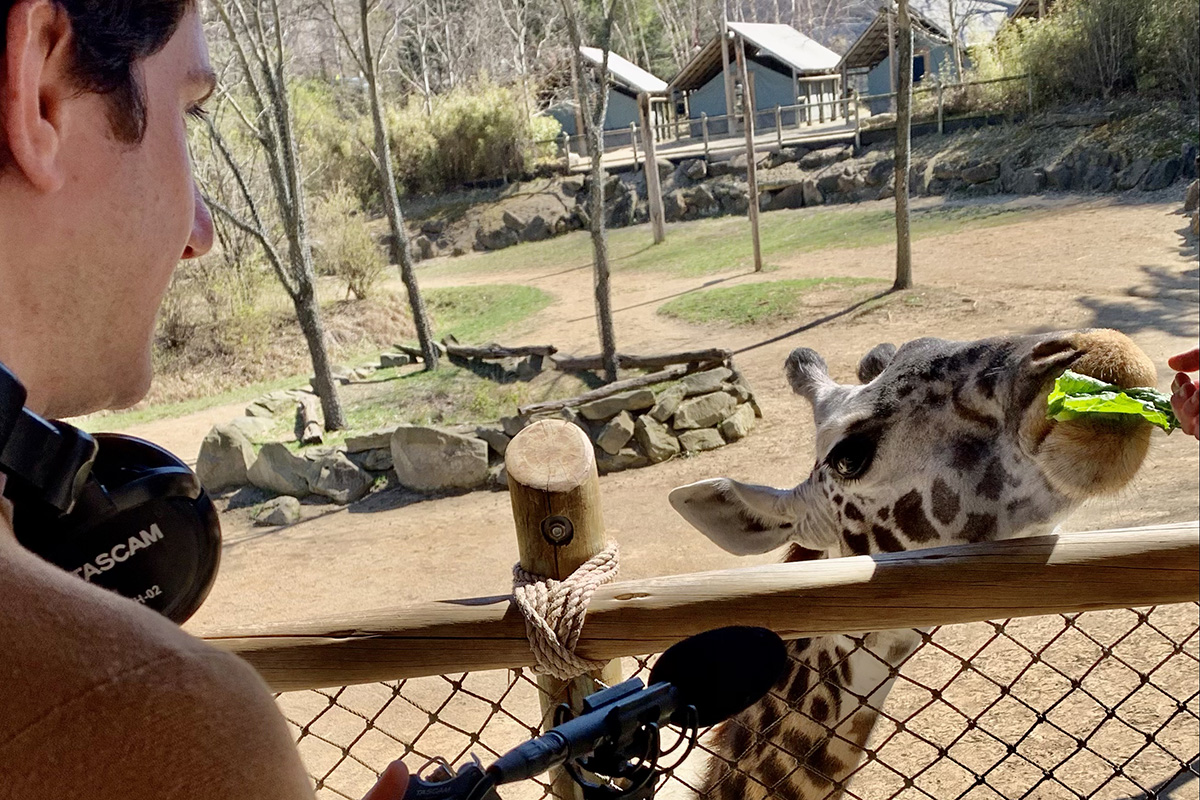 giraffe poking its face over a chain linked fence, eating a piece of lettuce, toby foster holds a mic on the edge of the frame