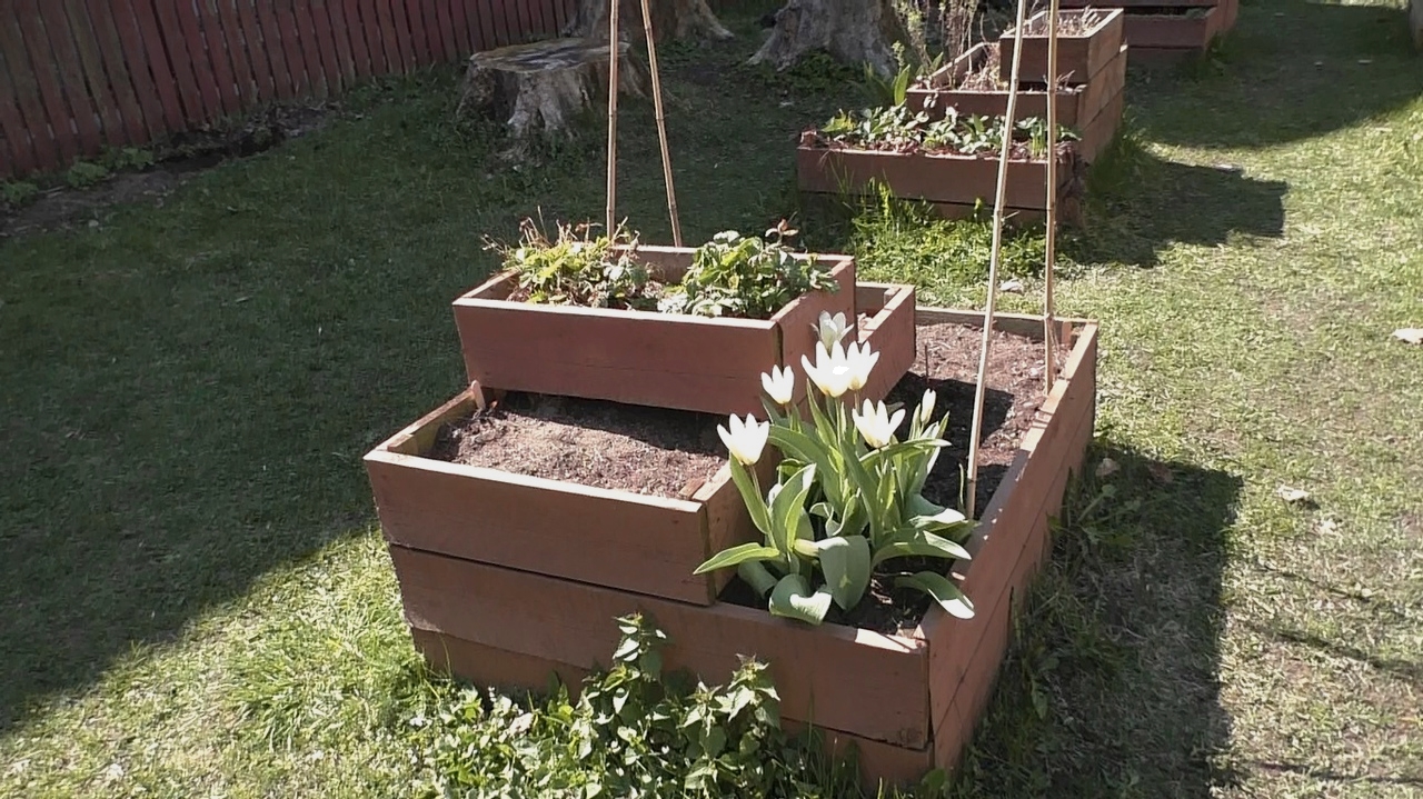 white tulips in bloom in wooden, bi-level garden bed with lawn and more garden beds in background