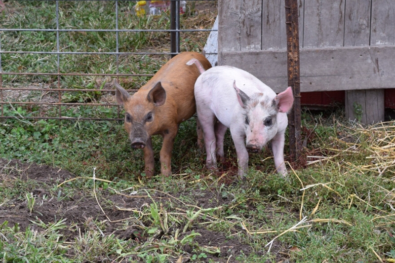 Two pigs on a farm 