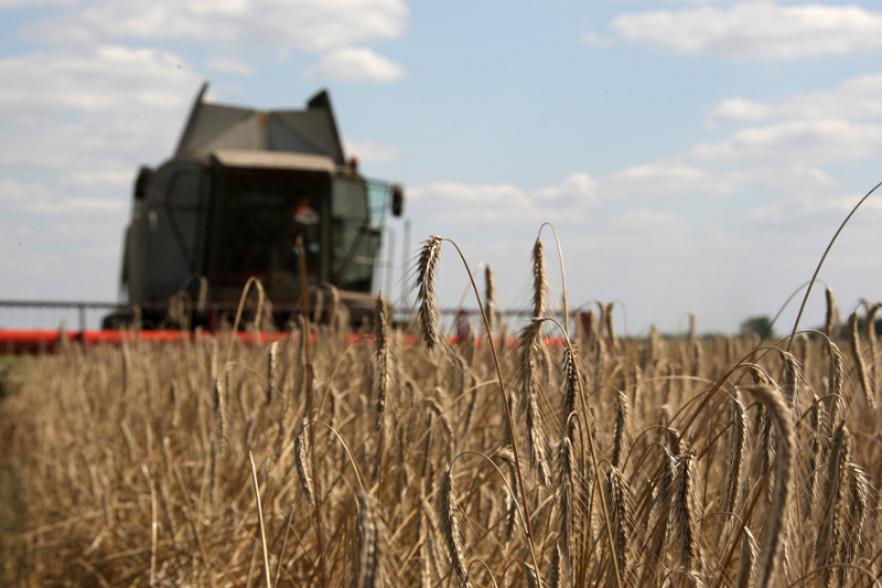 A Ukrainian wheat field