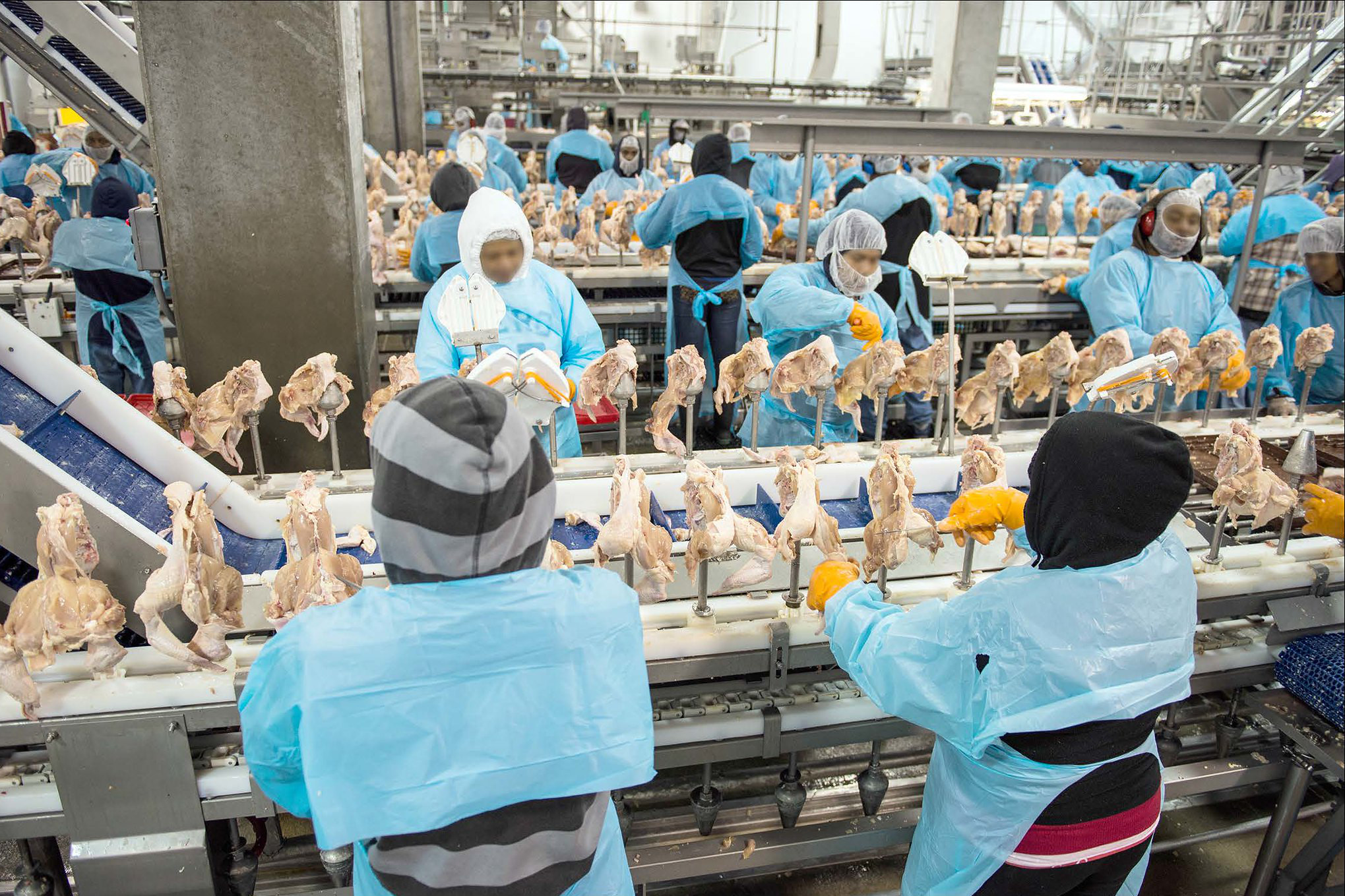 Image from inside a chicken processing plant, chicken meat on conveyor lines, workers in light blue smocks and yellow gloves, visible faces are blurred.