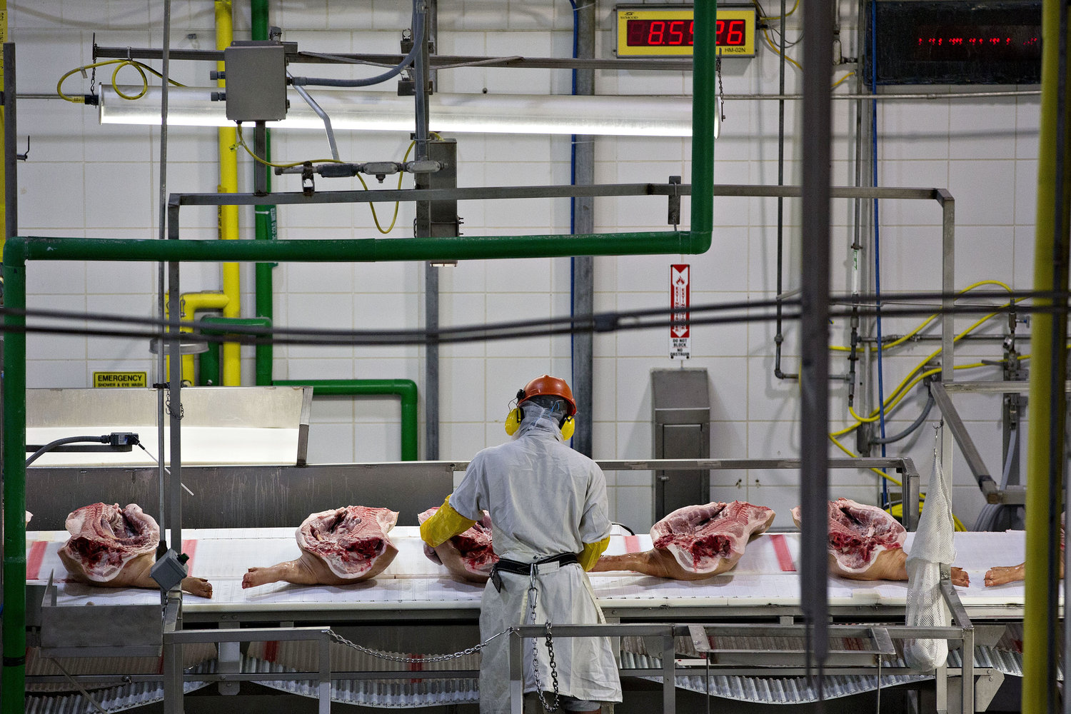 sides of pork being worked on by an employee
