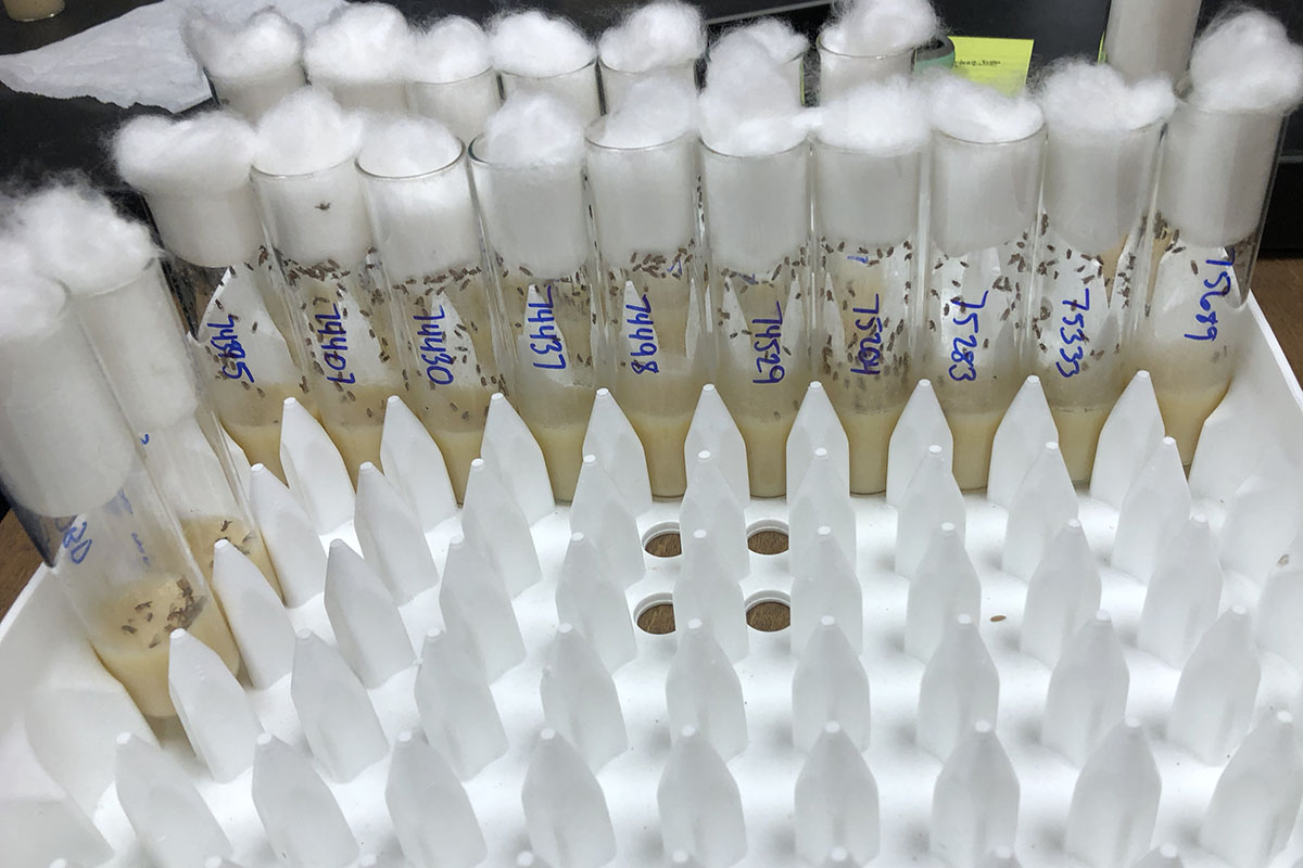 a white plastic tray with spikes holding labeled glass vials with tufts of cotton in the top, small flies inside and a beige substance at the bottom